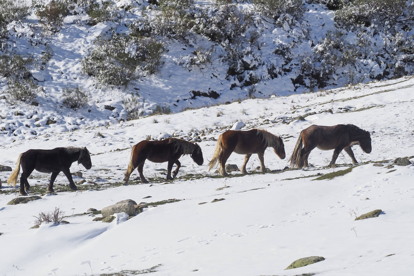 Un grupo de caballos percherones transitan por una de las campas anexas a la estación cántabra.