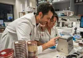 Investigadores del laboratorio de Microbiología de Valdecilla analizan la respuesta de diferentes bacterias a los antibióticos.