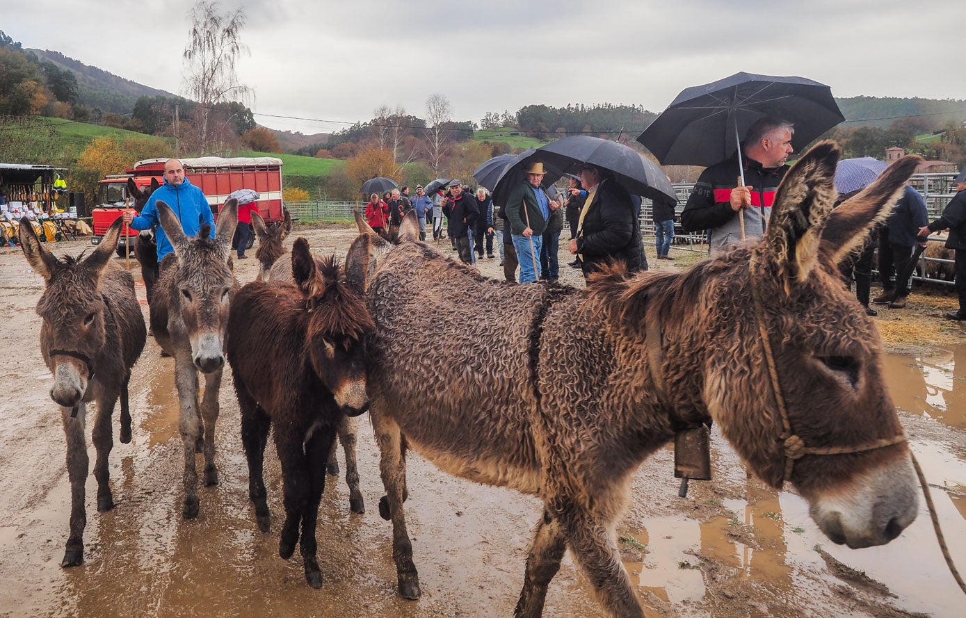 Entre los animales que se llevaron también hubo burros.