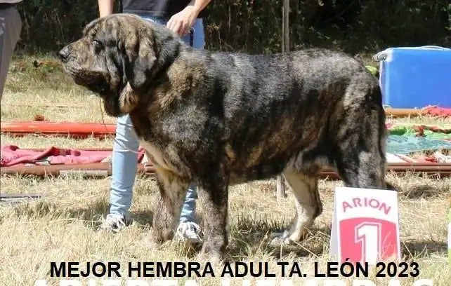 Mejor hembra de mastín adulta.