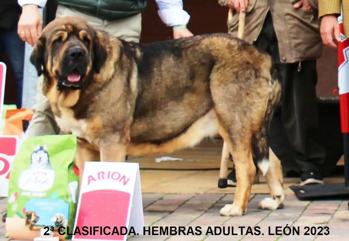 Segunda clasficada como mejor hembra de mastín adulta.