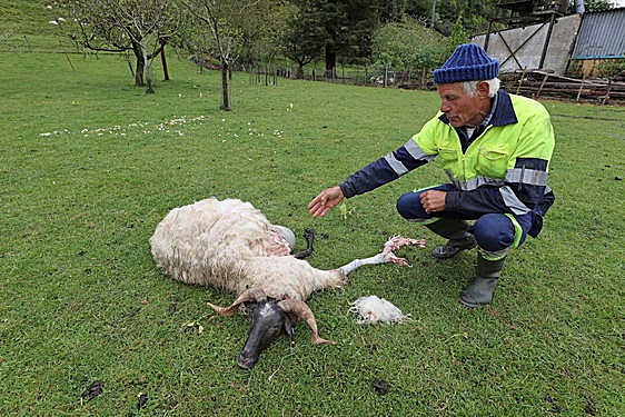 Un ganadero muestra un carnero atacado por lobos