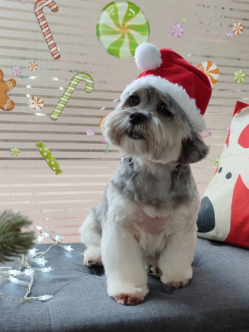 Zoe, la encantadora Mamá Noel, extenderá su alegría y amor, convirtiendo la Navidad en una celebración llena de afecto.