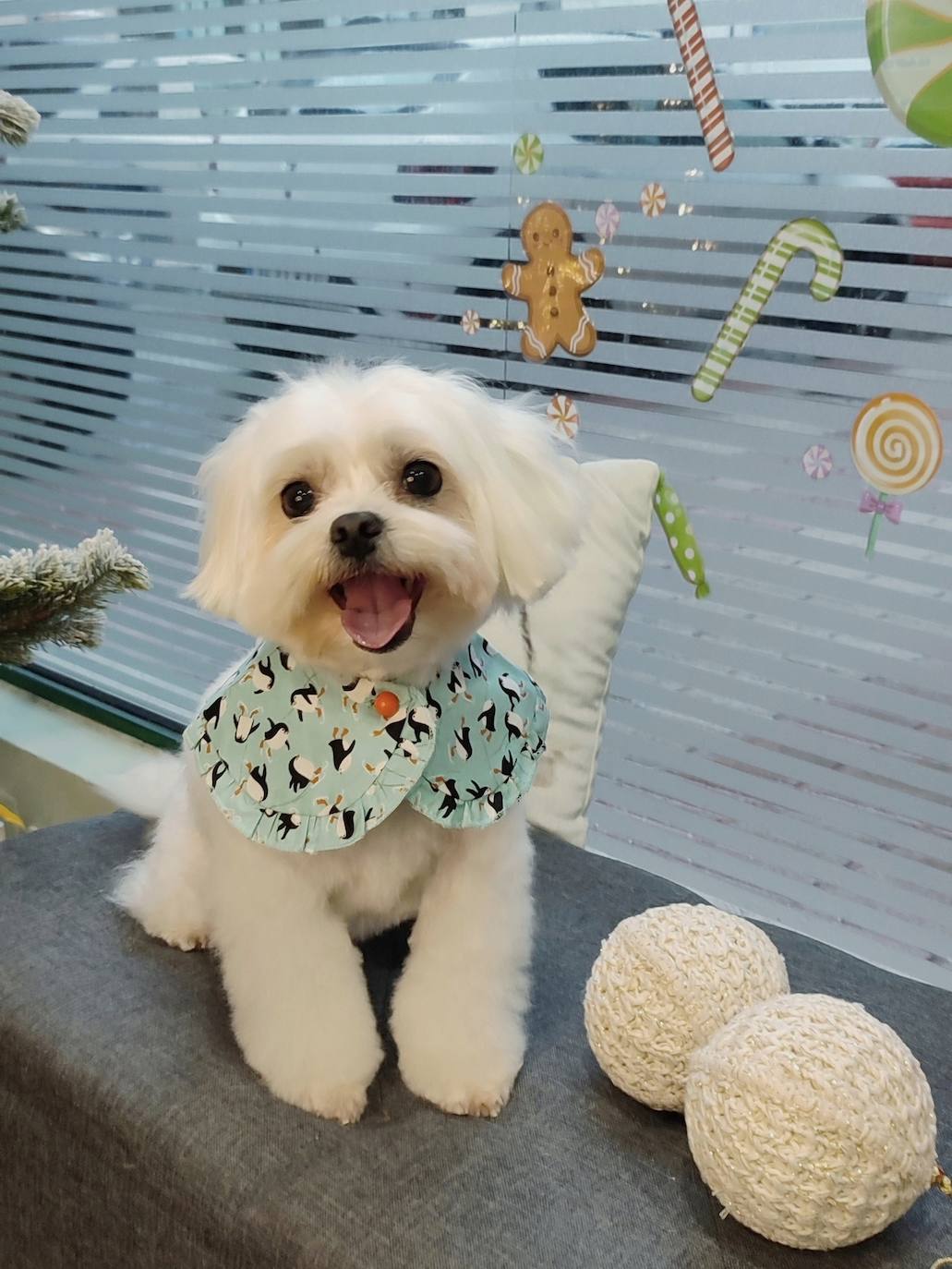 El enérgico caniche Rocky organizará una sesión de juegos, llenando la casa con risas y diversión en esta noche especial.