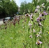 Orquídeas en una zona verde de Santander.