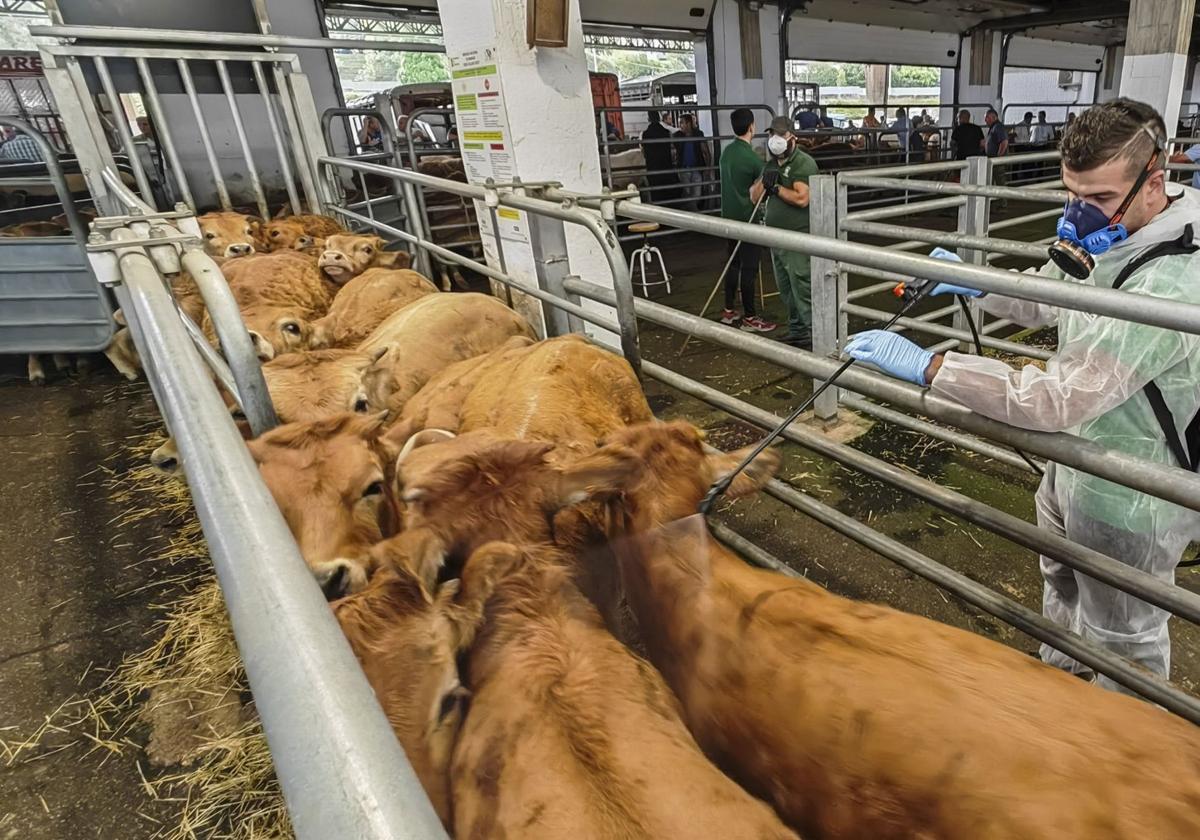 Un veterinario aplica al ganado repelente de mosquitos en el acceso al Mercado Nacional de Torrelavega.