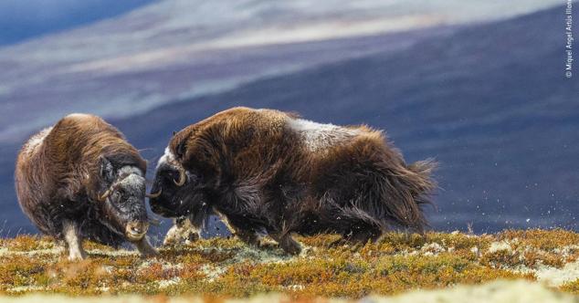 12. Bajo el título "Mano a mano", esta imagen muestra el espectáculo de dos bueyes almizcleros atacándose mutuamente en el Parque Nacional de Dovrefjell-Sunndalsfjella, en Noruega. 