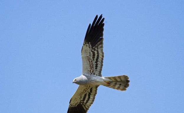 Vuelo de un aguilucho cenizo, elegida ave del año 2023. 