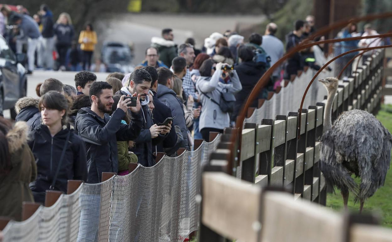 Miles de visitantes acudieron al Parque de la Naturaleza de Cabárceno durante las jornadas con entrada gratuita, en los últimos días de 2022. 