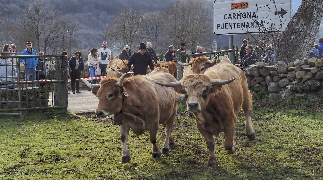 Fotos: El pueblo de Valle celebra su tradicional feria