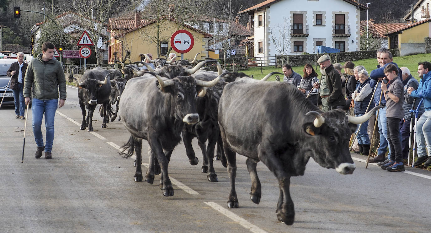 Fotos: El pueblo de Valle celebra su tradicional feria