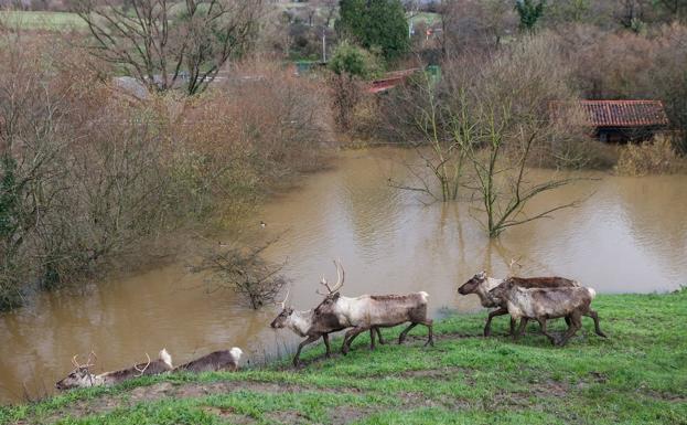 El zoo de Santillana sufre la inundación más grave en sus 46 años de historia