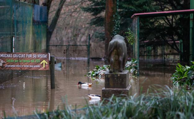 Imagen principal - «Si se mueren los orangutanes, cierro el zoo»