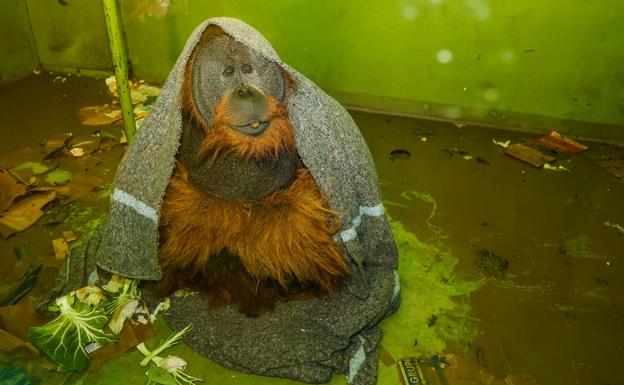 Un orangután de Sumatra se tapa con una manta mientras está sentado en el suelo de su habitáculo, que este martes se inundó de agua y barro.