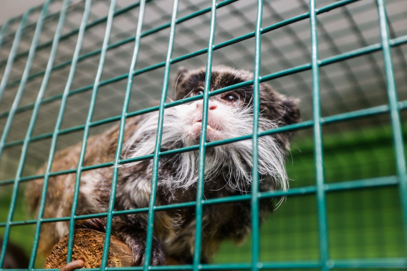 Fotos: Los animales del Zoo de Santillana del Mar sufren las consecuencias de las inundaciones