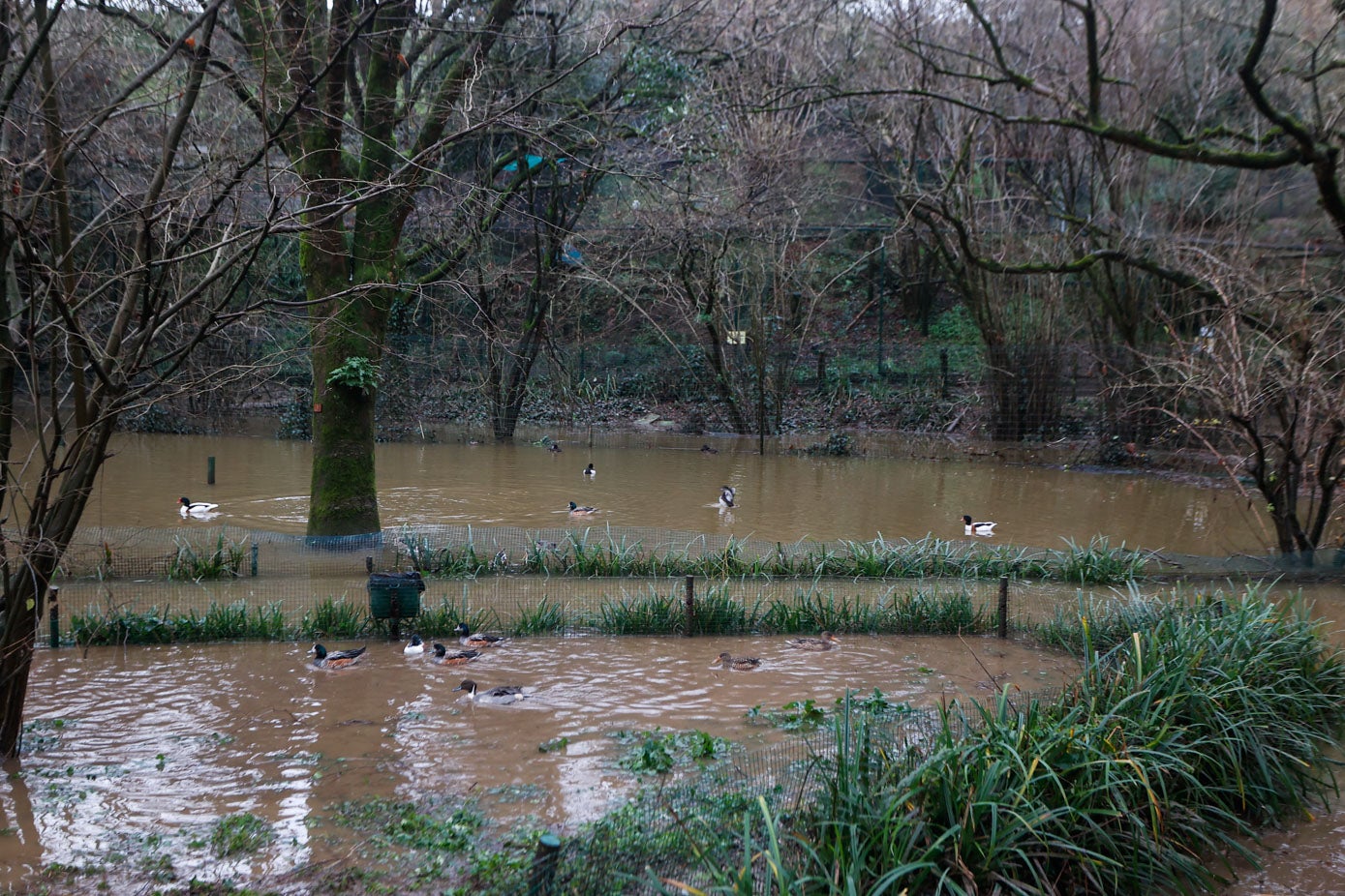 Fotos: Los animales del Zoo de Santillana del Mar sufren las consecuencias de las inundaciones