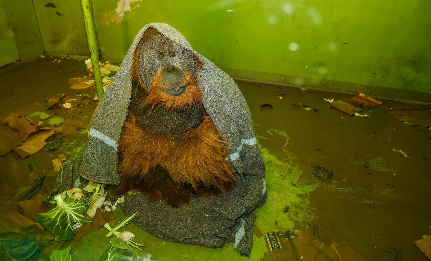 Fotos: Los animales del Zoo de Santillana del Mar sufren las consecuencias de las inundaciones