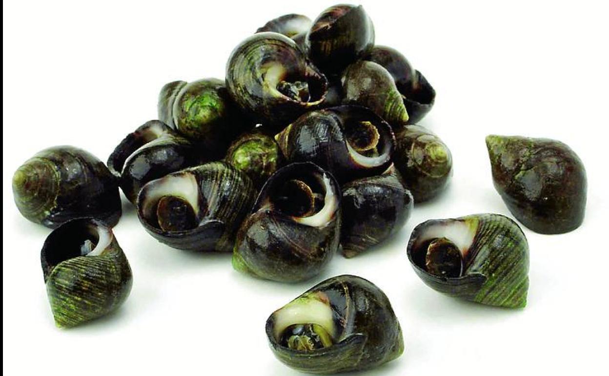 La receta del día: caracolillos cocidos