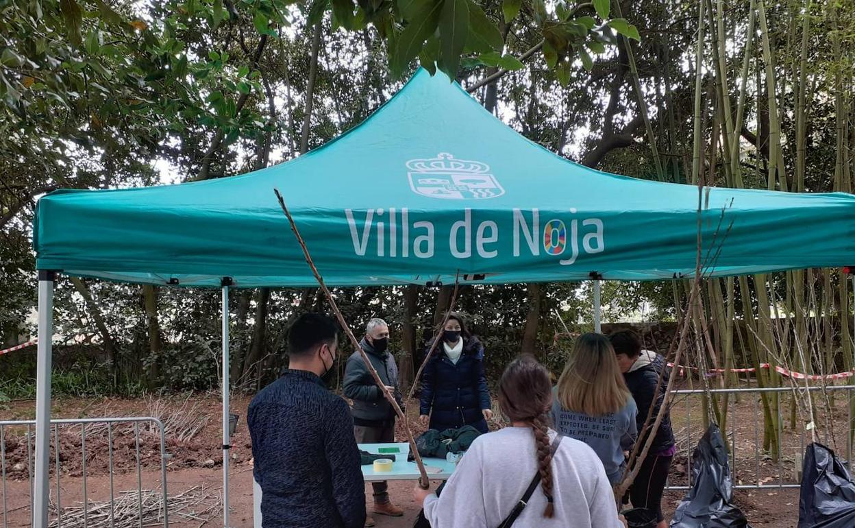 Noja repartirá 300 ejemplares frutales entre los vecinos