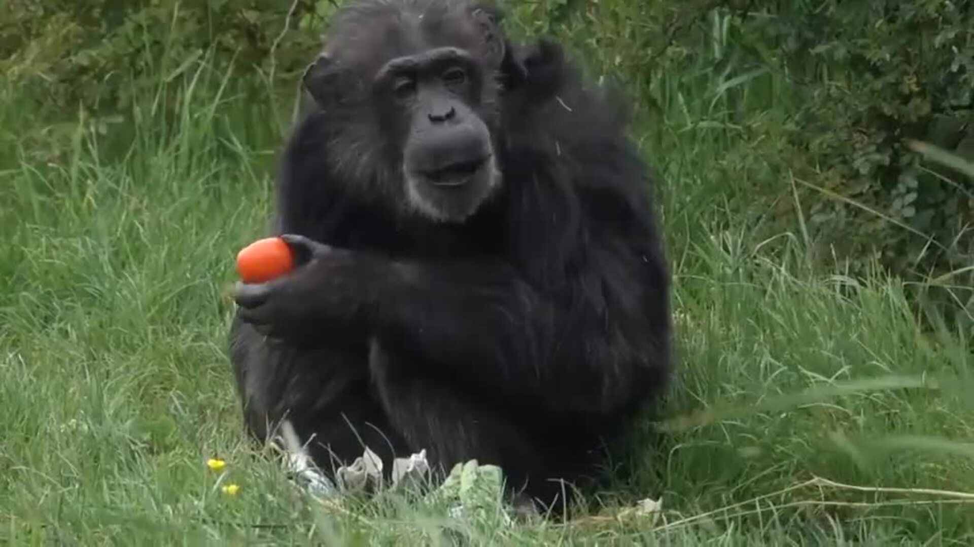 El chimpancé Koko cumple 50 años