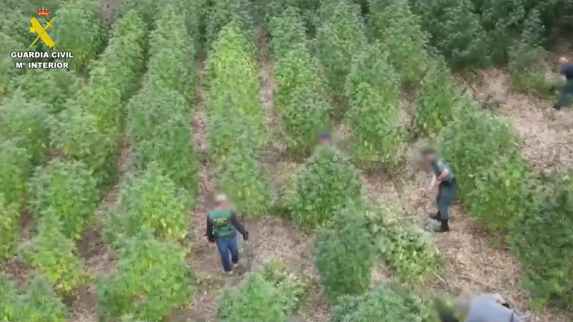 Tres detenidos por cultivar marihuana en una isleta del río Guadiana a su paso por Guareña