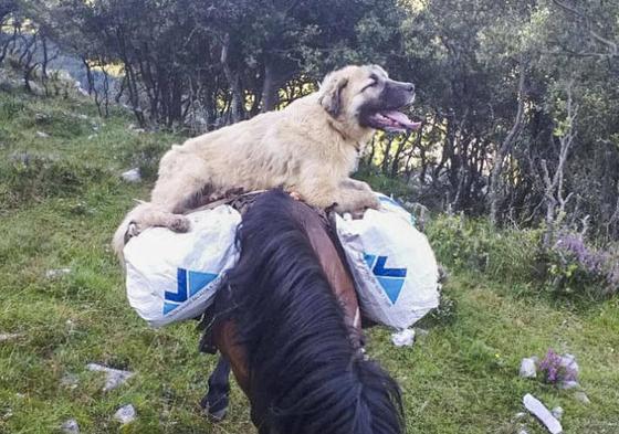 Imagen de Chulo sobre un caballo, cedida por el ganadero.