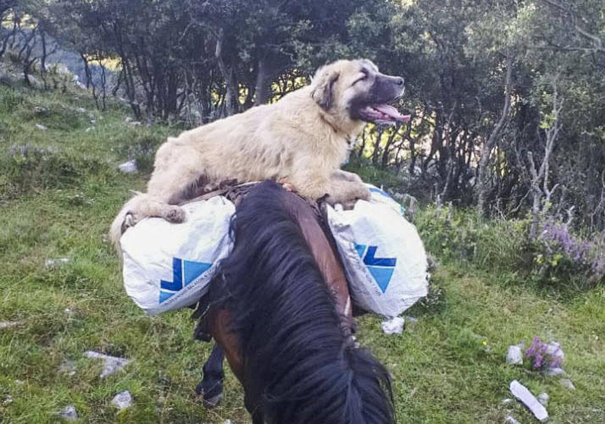 Imagen de Chulo sobre un caballo, cedida por el ganadero.