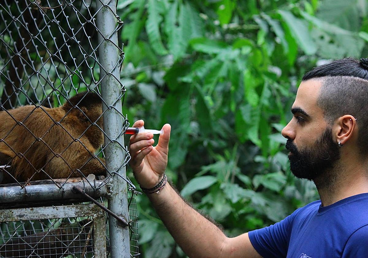 El biólogo cántabro Iván Márquez da una medidina a un mono capuchino en el Amazonas.