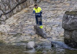 Unos de los trabajadores del minizoo de La Magdalena, ayer, da de comer a las focas grises.