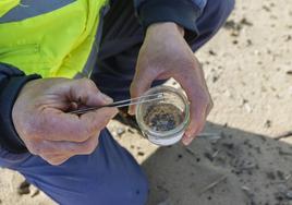 Recogida de pélets en la playa de La Riberuca en Suances.