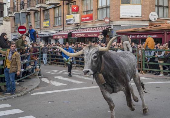 Uno de los bueyes tudandos de la finca Taurotormes durante el toro de cajón de Vitigudino el pasado seis de diciembre.