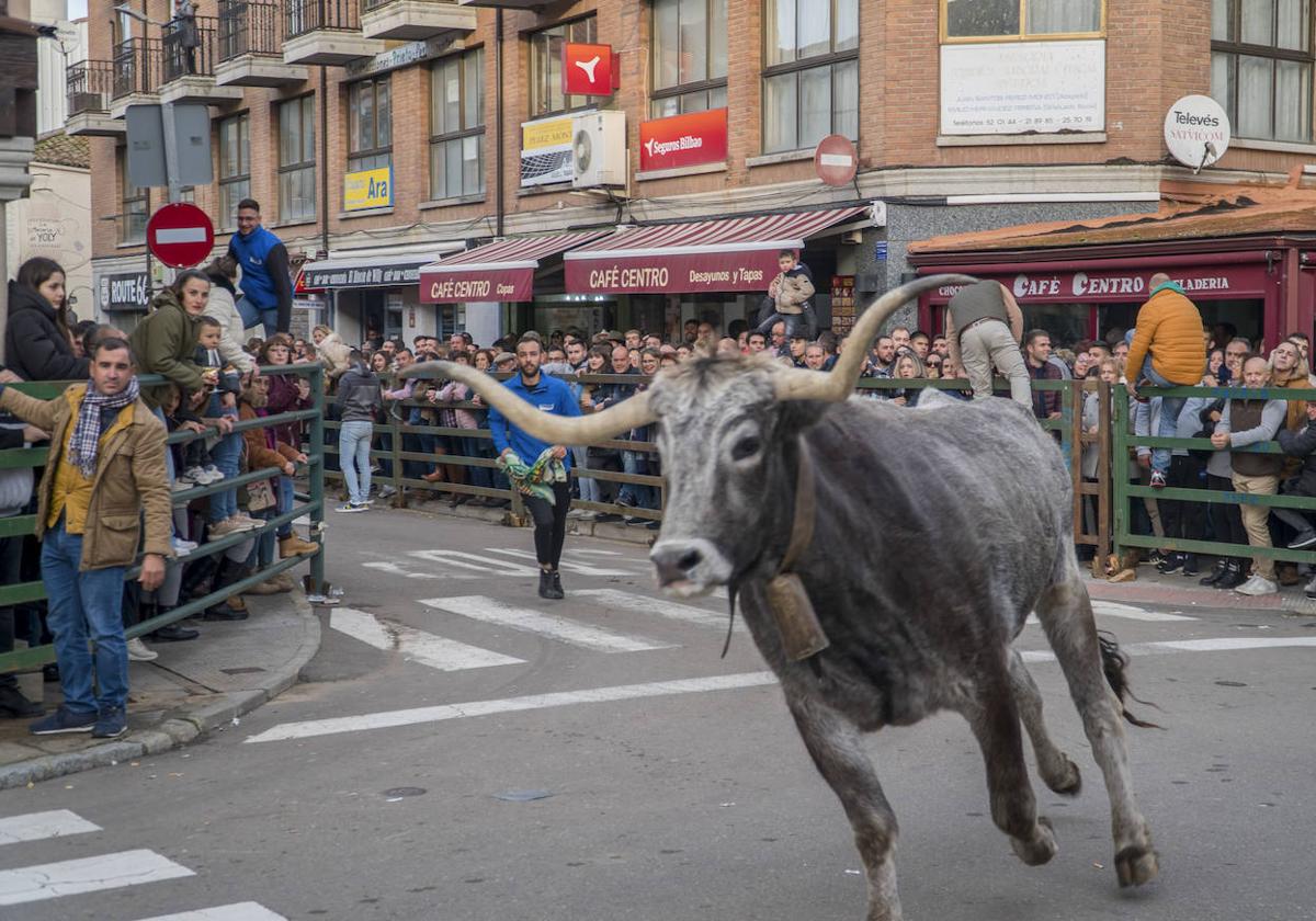 Uno de los bueyes tudandos de la finca Taurotormes durante el toro de cajón de Vitigudino el pasado seis de diciembre.