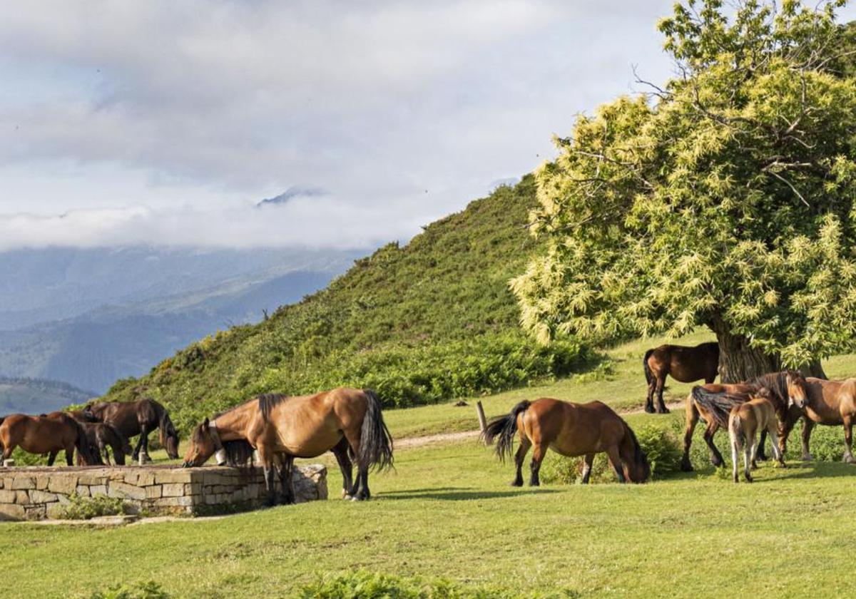 Una de las fincas con animales en las que se han instalado bebederos.