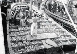 En las décadas de los 60 y 70 se descargaron en el puerto de Santoña miles de toneladas de bocartes durante la costera de primavera.