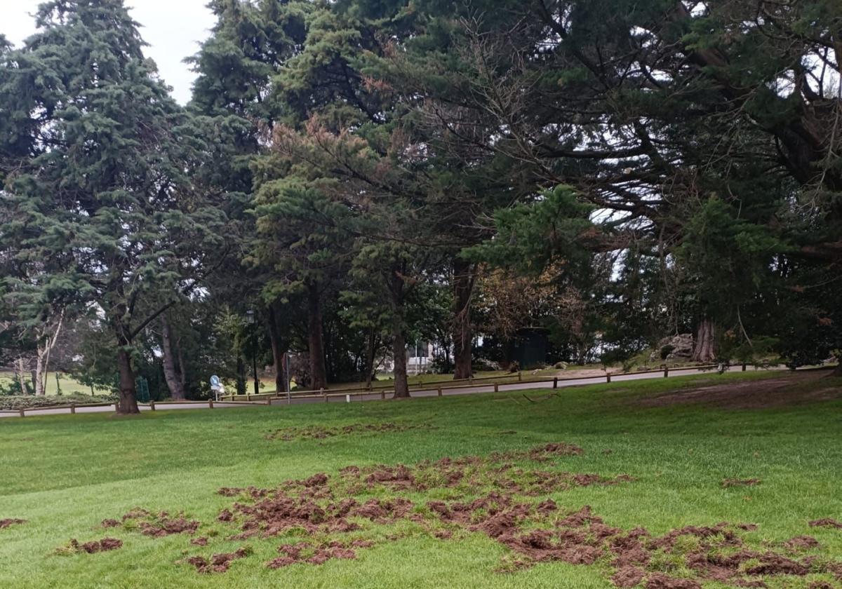 La zona de raff del campo del Real Golf de Pedreña, después de que varios jabalíes se colasen en el recinto.