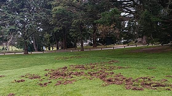 Los jabalíes se cuelan en el Golf de Pedreña