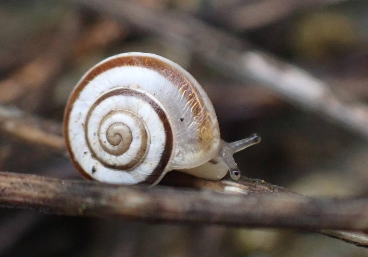 Uno de los caracoles de brezal (helicella itala) que 'vive' en Santander.