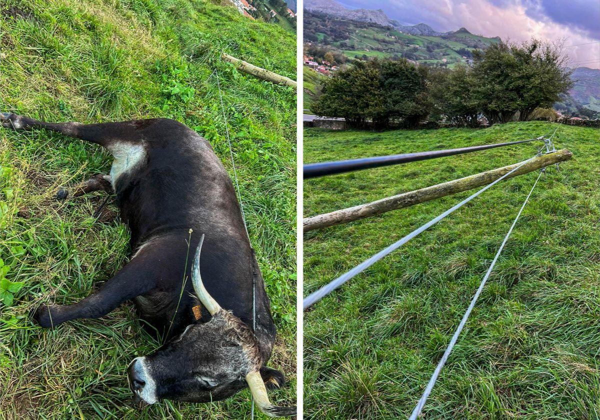 Un animal muerto enrollado por uno de los cables de Telefónica por supuesta electrocución en una finca de Liérganes. Al lado, postes caídos.