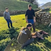 El lobo mata dos ovejas y deja malherida a una tercera en Barcenillas