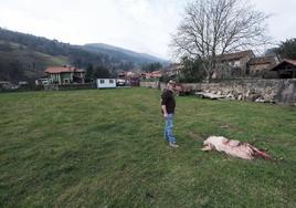 Una oveja muerta tras un ataque en una finca de Cabezón junto al parque infantil y a escasos metros de las viviendas.