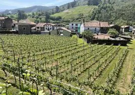 Plantación de vino blanco de Hortanza en Guriezo.