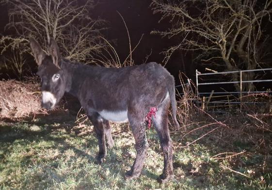 Una de las burras heridas que encontró el ganadero Jorge Gómez en su finca de Suano.