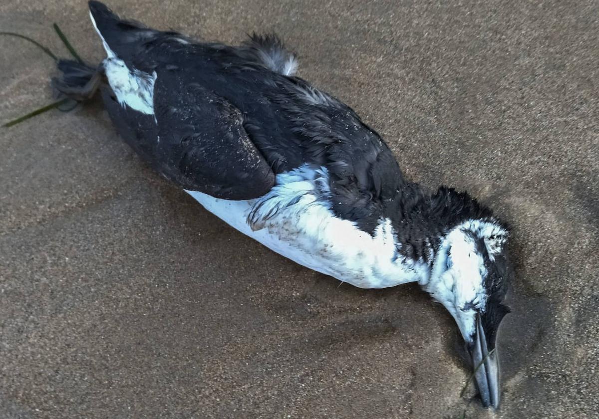 Imagen de uno de los ejemplares encontrados en El Sardinero.