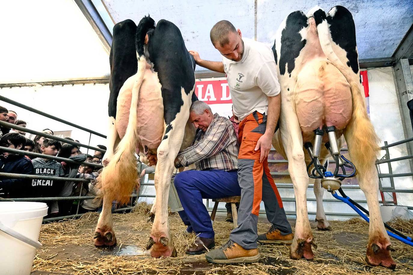 El ´récord Guinness de ordeño ordeña a una de las vacas yy compite con la máquina de ordeño