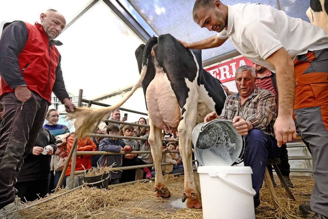 El campeón de ordeño José María Serna ordeñando a una vaca