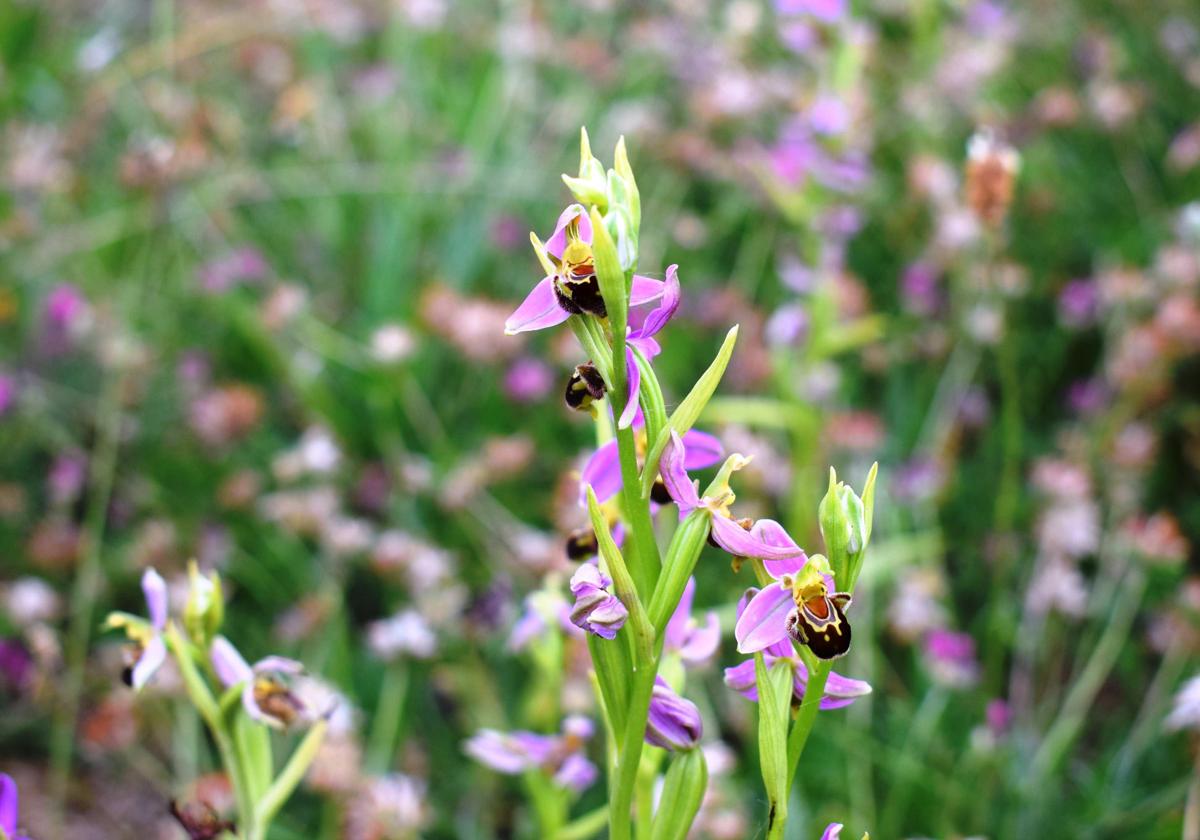 La ruta guiada sobre las orquídeas silvestres vuelve a Liencres este sábado