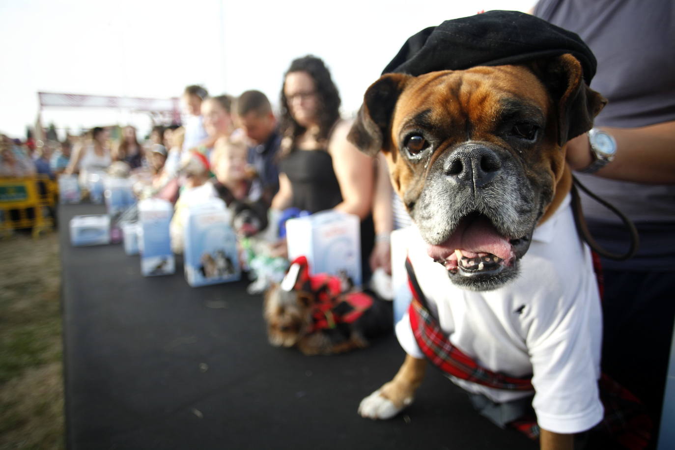 Perros y mascotas también se van de carnaval en Torrelavega