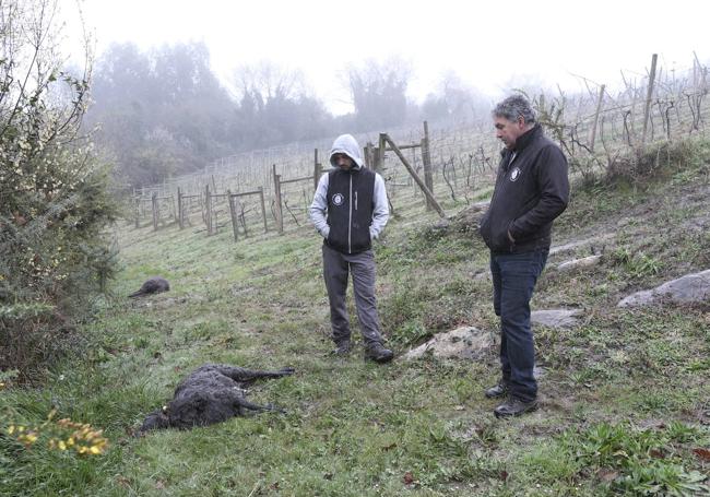 Gabriel Bueno y su hijo observan a uno de sus animales comido por los lobos.