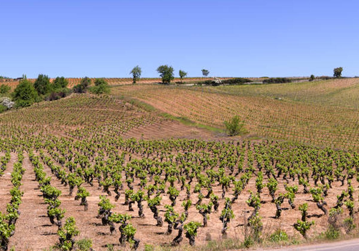 En tierras castellanas, más en concreto en el área que engloba la D.O. Rueda, las grandes extensiones de viñedo de la variedad verdejo explican las elevadas producciones cuantitavidas de vinos blancos con unos precios bastante asequibles.