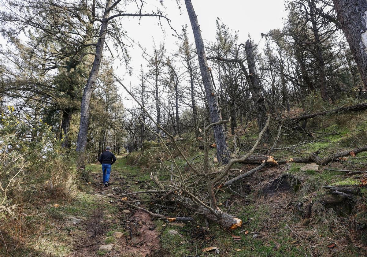 Cientos de pinos se han secado y muchos caen sobre caminos y senderos.